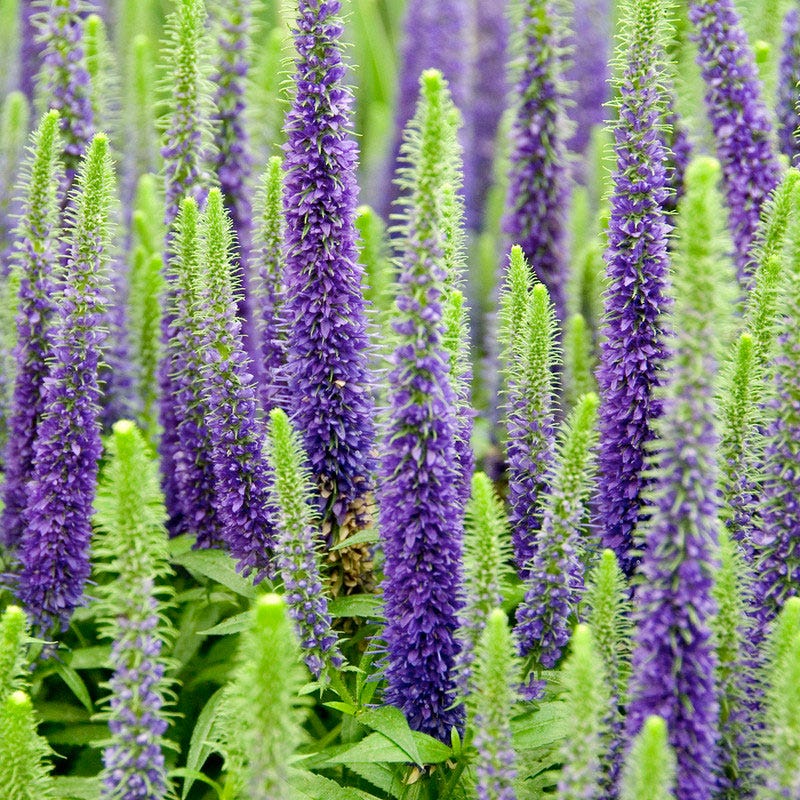 Royal Candles Veronica, Speedwell American Meadows