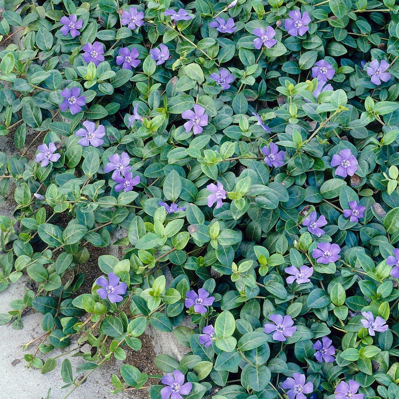 periwinkle house plant Vinca | Purple | Plant