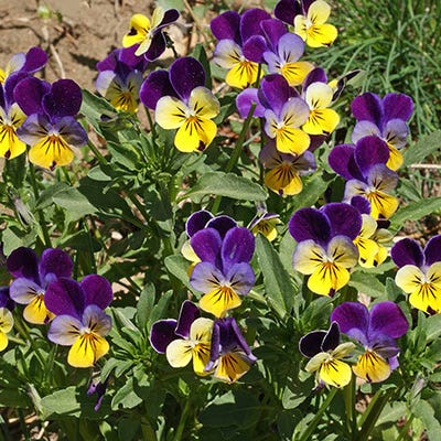 Johnny Jump Up Seeds | Yellow/Purple