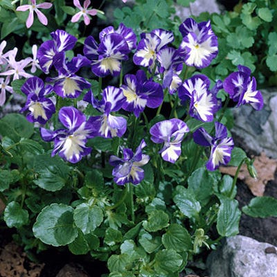 Rebecca Violet, Viola cornuta| American Meadows