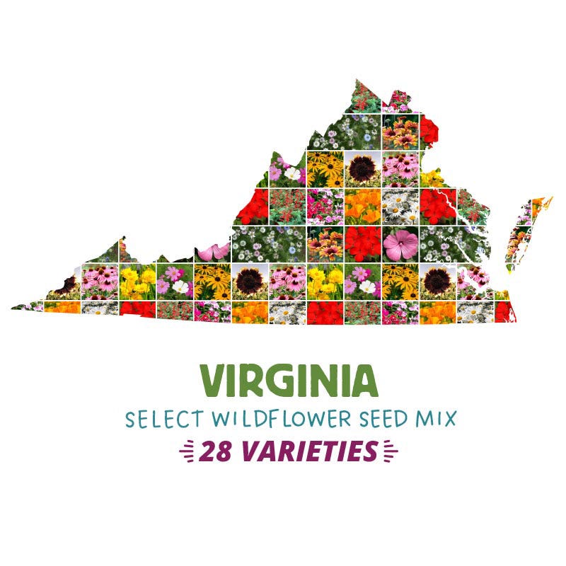 virginia native wildflower seeds Virginia Select Wildflower Seed Mix