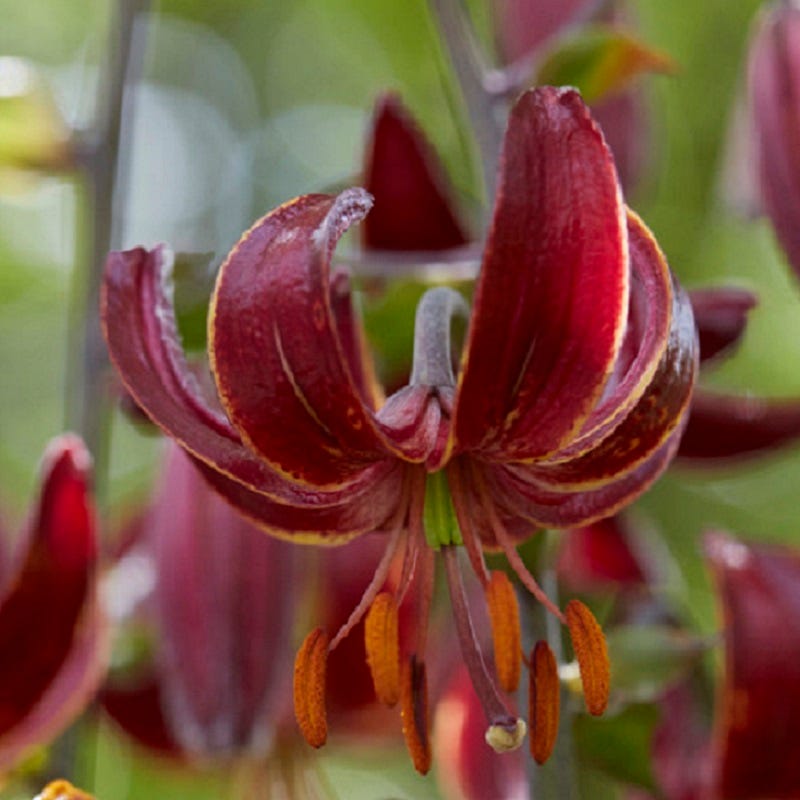 caddo lily flower Claude Shride Martagon Lily, Lilium