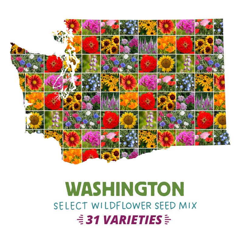 identify wildflower seeds Washington Select Wildflower Seed Mix