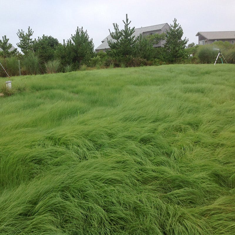 planting love grass seed 1 lb Weeping Lovegrass Seeds by American Meadows