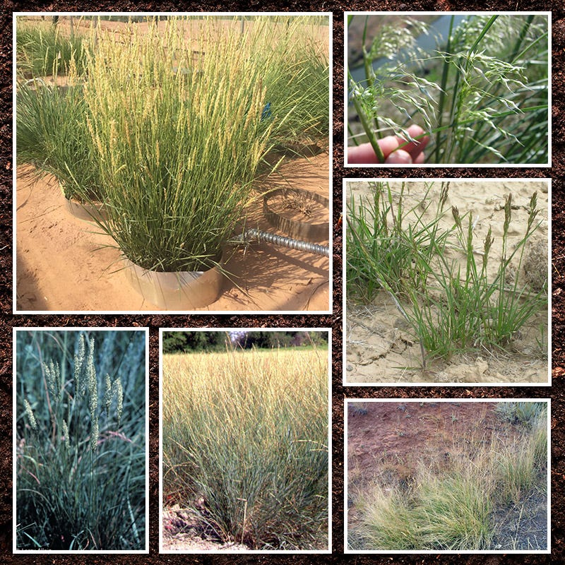 planting native grass seed 1/2 lb Western Native Grass Seed Mix by American Meadows