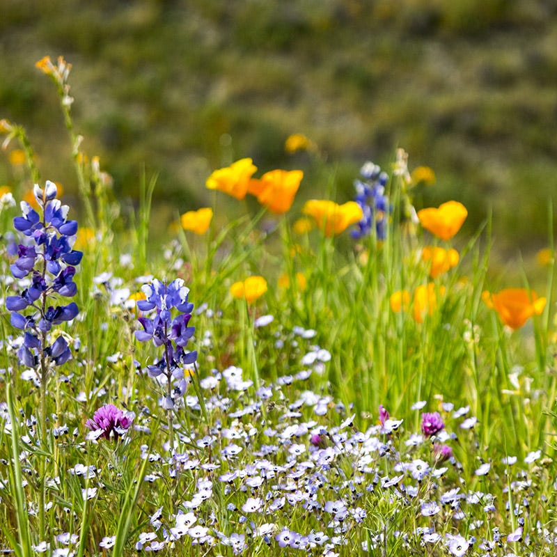 western wildflower seed Western Xeriscape Wildflower Seed Mix