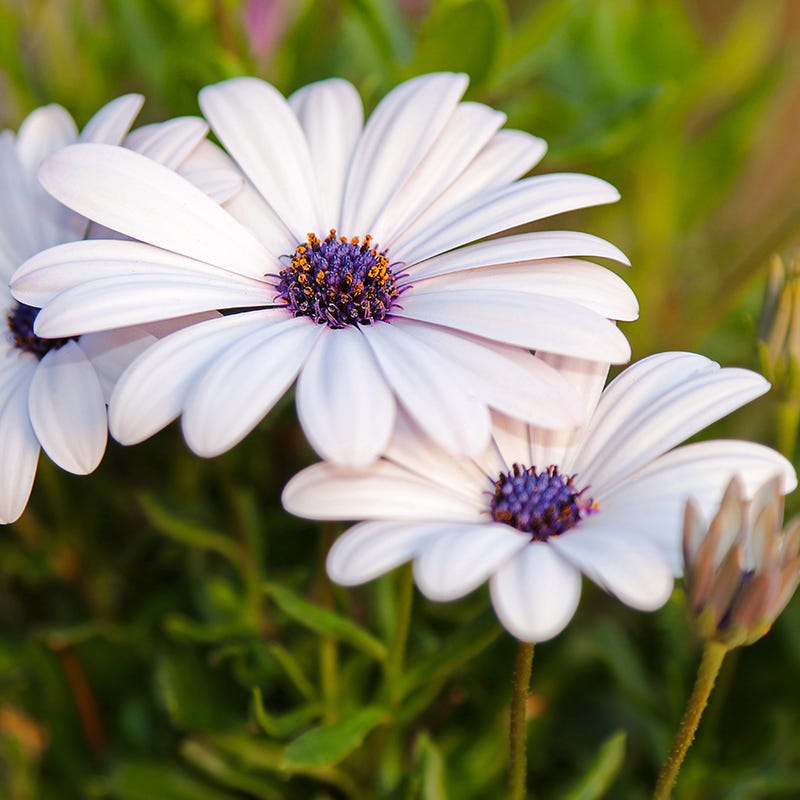 marguerite flower seeds Cape Daisy Seeds | White