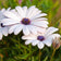 Cape Daisy Seeds|White Cape Daisy Seeds, Osteospermum eklonis
