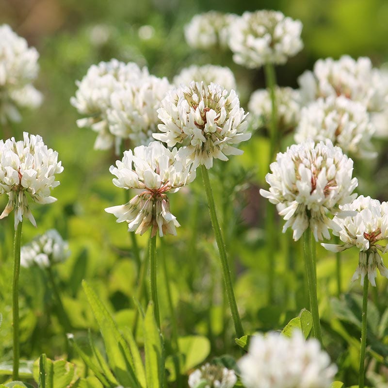 clover flower seeds 50 lb White Ladino Clover Seeds