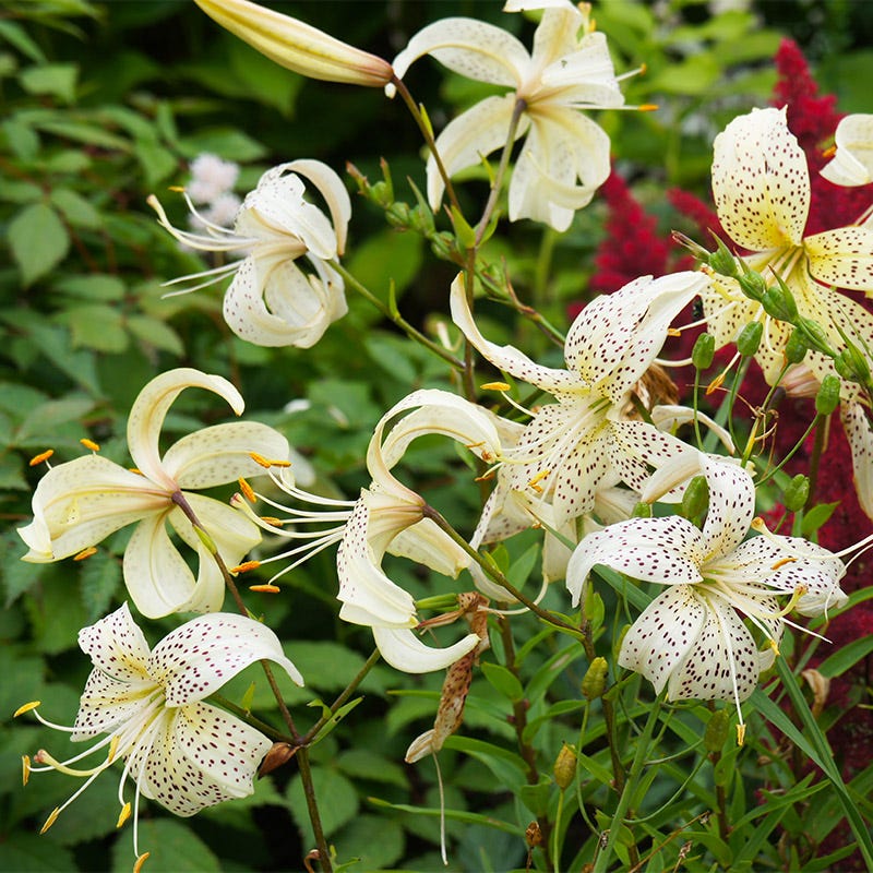 White Tiger Lily Bulbs, Lilium