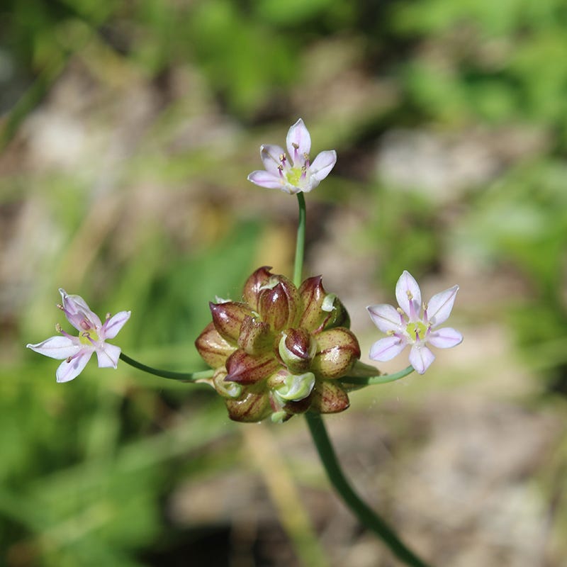 wild garlic flower seeds Wild Garlic Seeds | White
