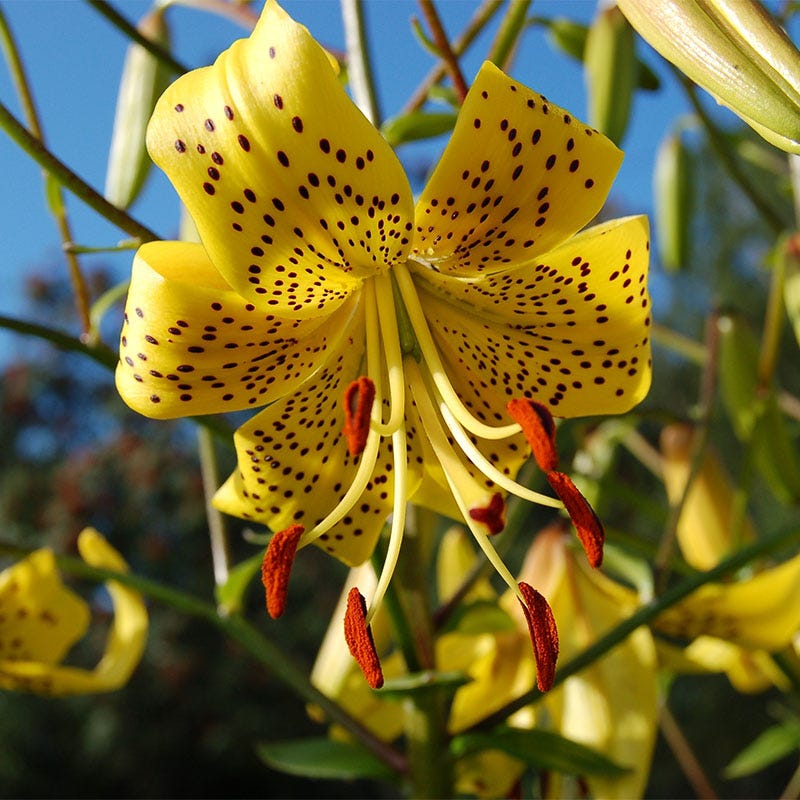 tiger lily wild Wild Leichtlin's Lily Bulbs, Lilium