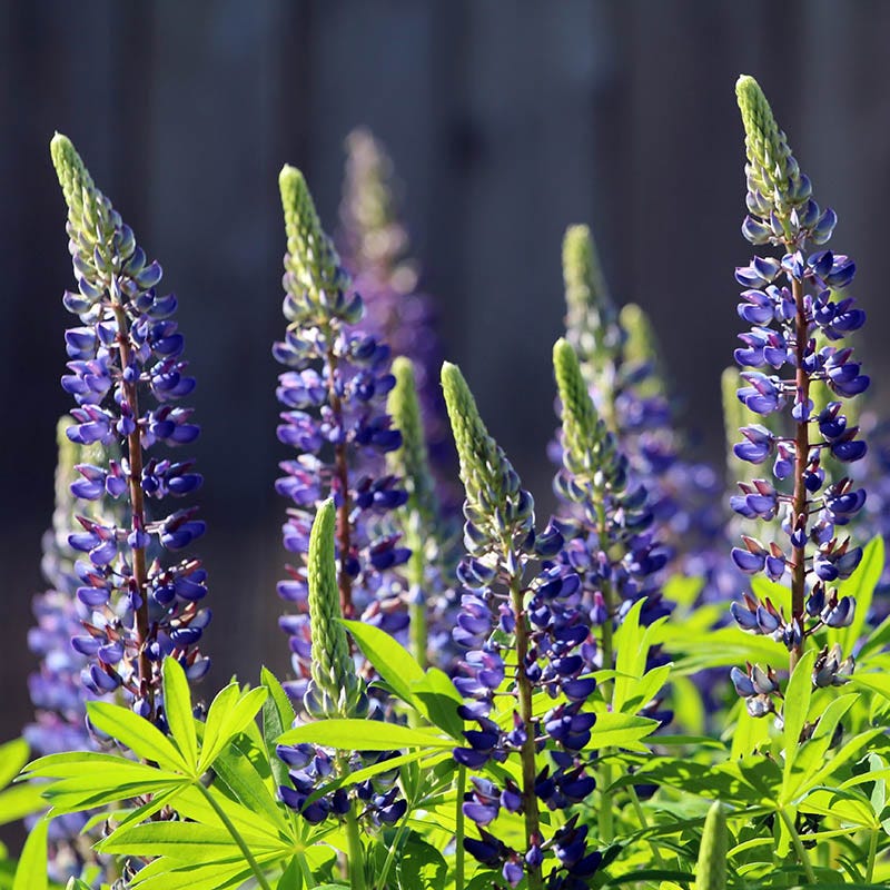 planting lupine seeds Perennial Lupine Seeds, Lupinus perennis
