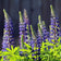 Perennial Lupine Seeds|Perennial Lupine Wildflowers, Lupinus perennis
