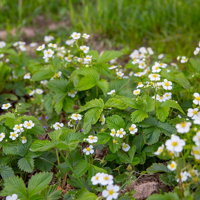 strawberry seed for sale Wild Strawberry | White | Plant