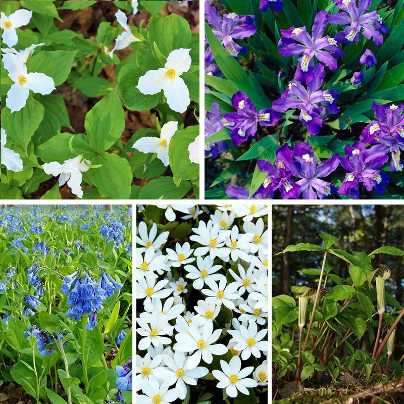 Woodland Wildflower Collection | American Meadows