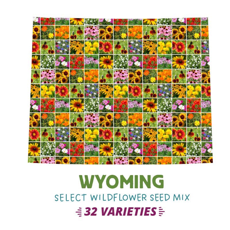 wyoming wildflower seeds Wyoming Wildflower Seed Mix