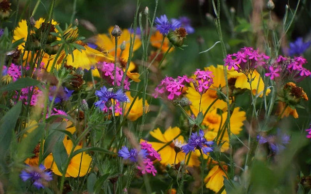 Top 20 Wildflower FAQs