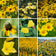 Yellow Wildflower Seed Mix|Yellow Wildflower Seed Mix