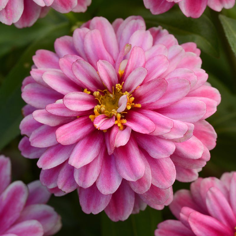 Zahara Raspberry Ripple Zinnias | Heat-Tolerant & Showy