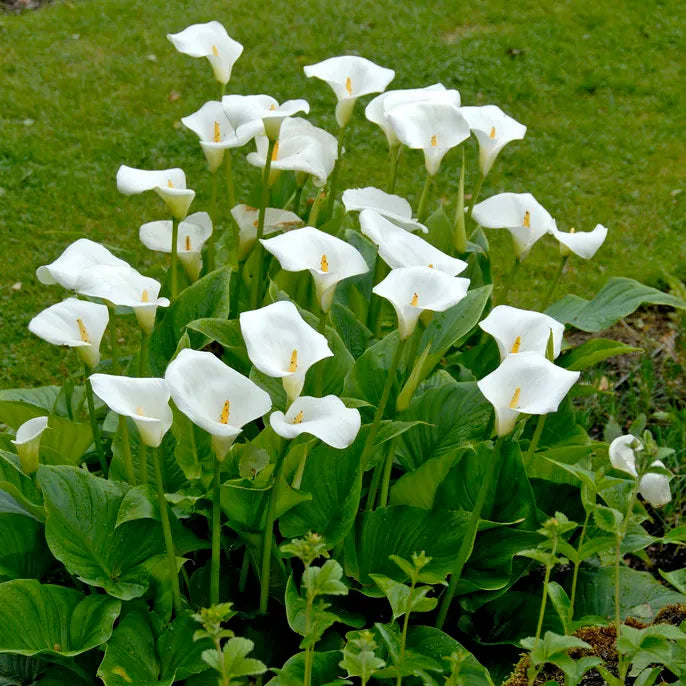 White Florist Calla Lily | Elegant Blooms For Moist Soils