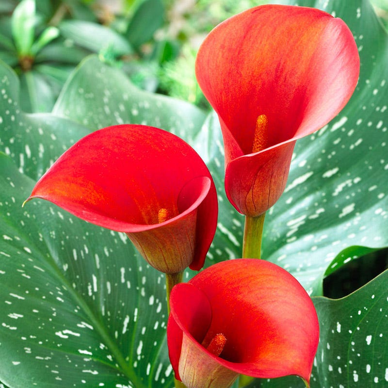 calla lily alcatraz flower Red Alert Calla Lily | Zantedeschia