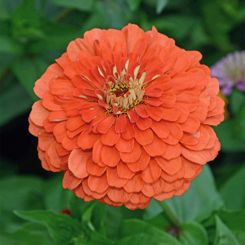 wild flower seeds amazon Coral Zinnia Seeds