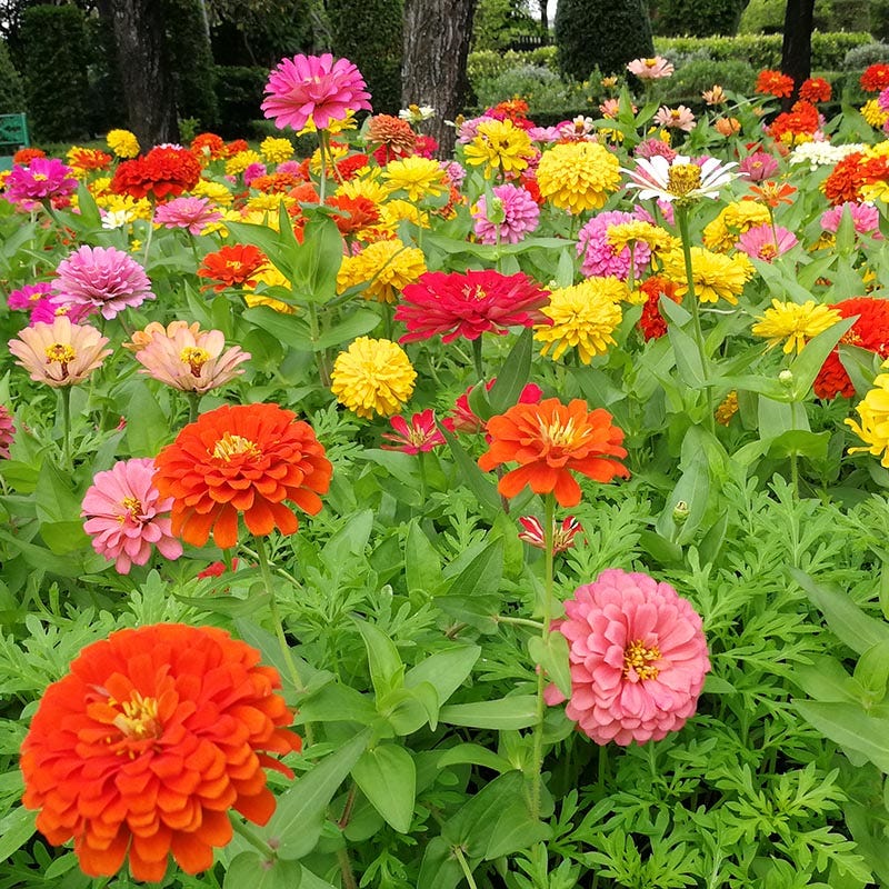 zinnia dahlia seeds Dahlia Flowered Zinnia Seeds