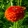 Orange King Zinnia Seeds|Zinnia Seeds Orange King, Zinnia elegans Orange King