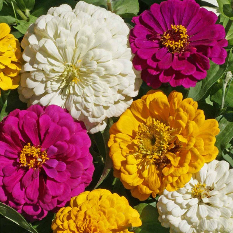 Mardi Gras Zinnia Seed Mix, Zinnia elegans | American Meadows