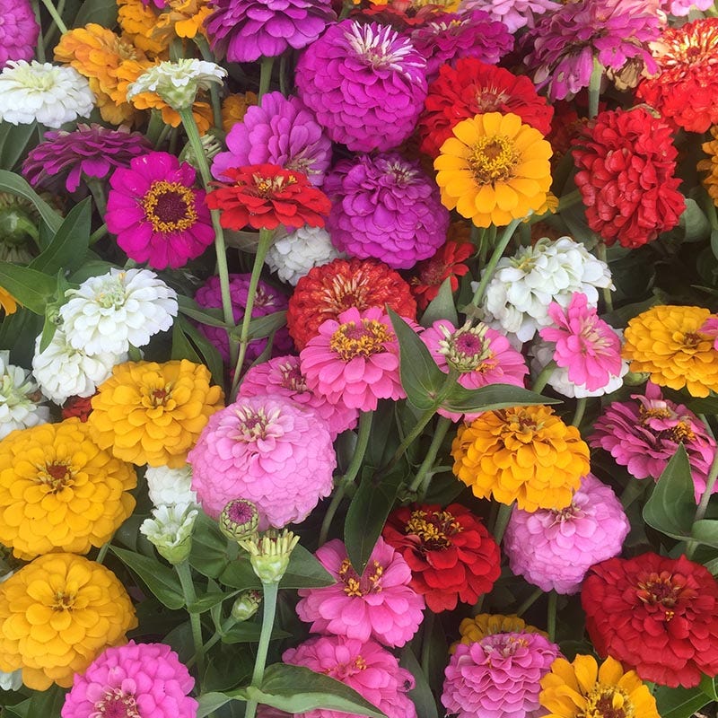 xenia flower seeds Cut & Come Again Zinnia Seeds