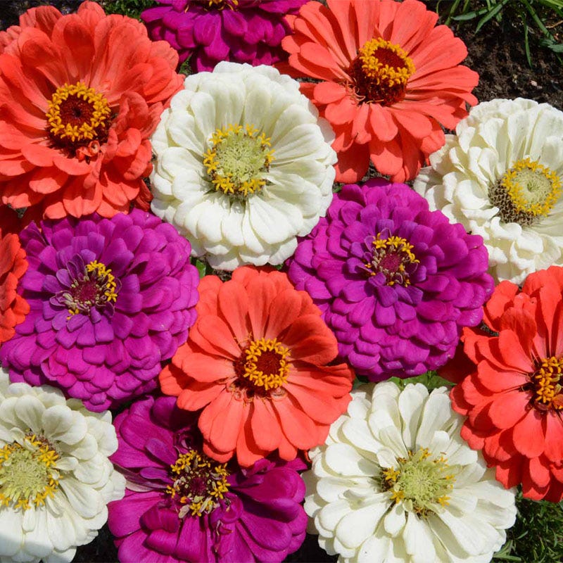 xenia flower seeds Zinnia Seeds Under The Sea Mix