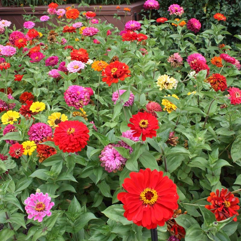 5g mixed zinnia flower seed easy to grow plant Zinnia Seed Mix