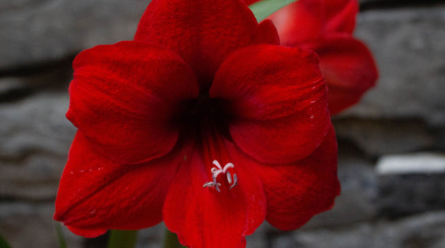 Amaryllis in bloom