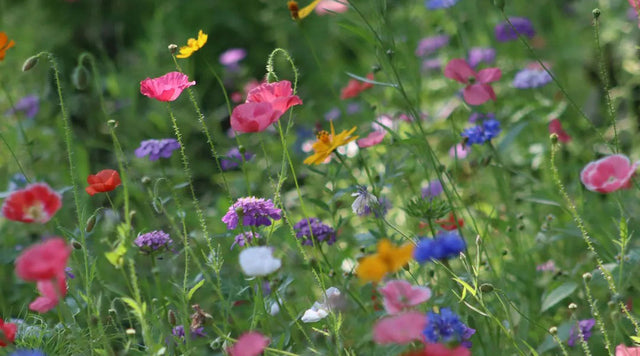 Wildflowers in meadow