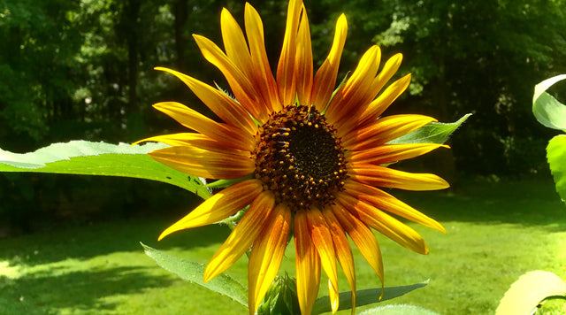 Common Sunflower
