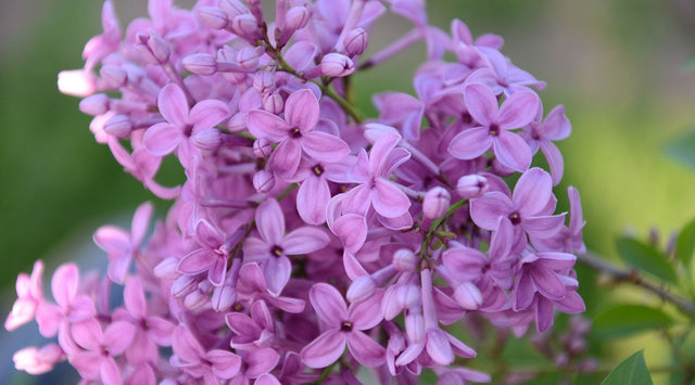 Lilac blooms