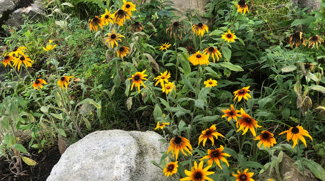 Gloriosa Daisies in garden