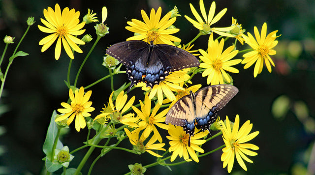 Swallowtail Butterflies on yellow Cup Plant flowers