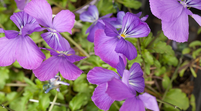 Viola Corsica blooms