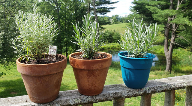 Three potted plants on an outdoor railing