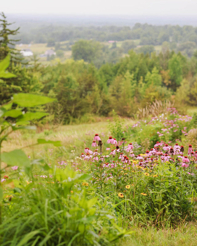 Purple coneflowers and yellow flowers blooming in a meadow garden overlooking forested valley landscape