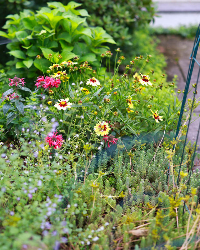 Eastern wildflower meadow