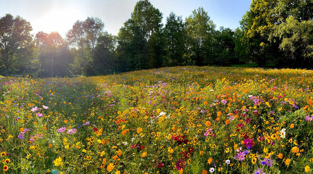 Sweeping wildflower meadow replaces a large patch of grass