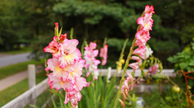 Gladiolus blooms