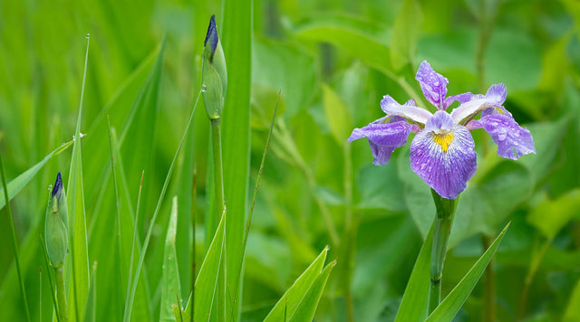 Iris in bloom