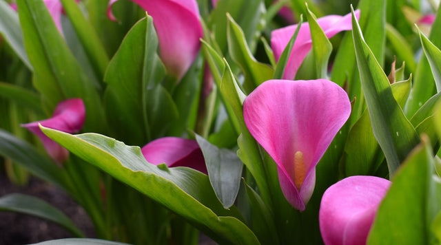 'Lipstick' Calla Lily