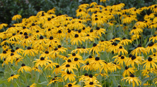 Black eyed susans