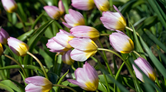 Specie Tulip mix