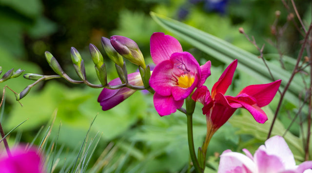 Orchid bloom
